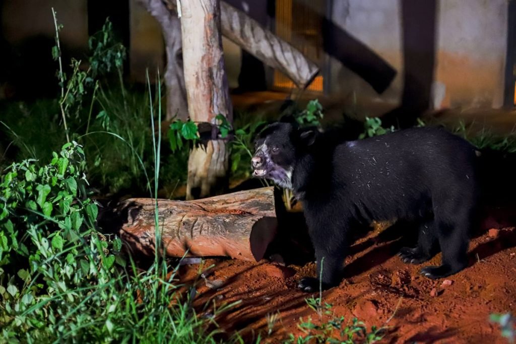 Urso preto e troncos de árvore em chão de barro