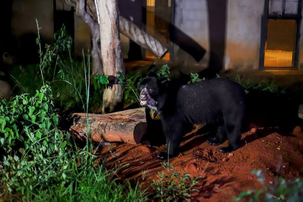 Urso preto e troncos de árvore em chão de barro