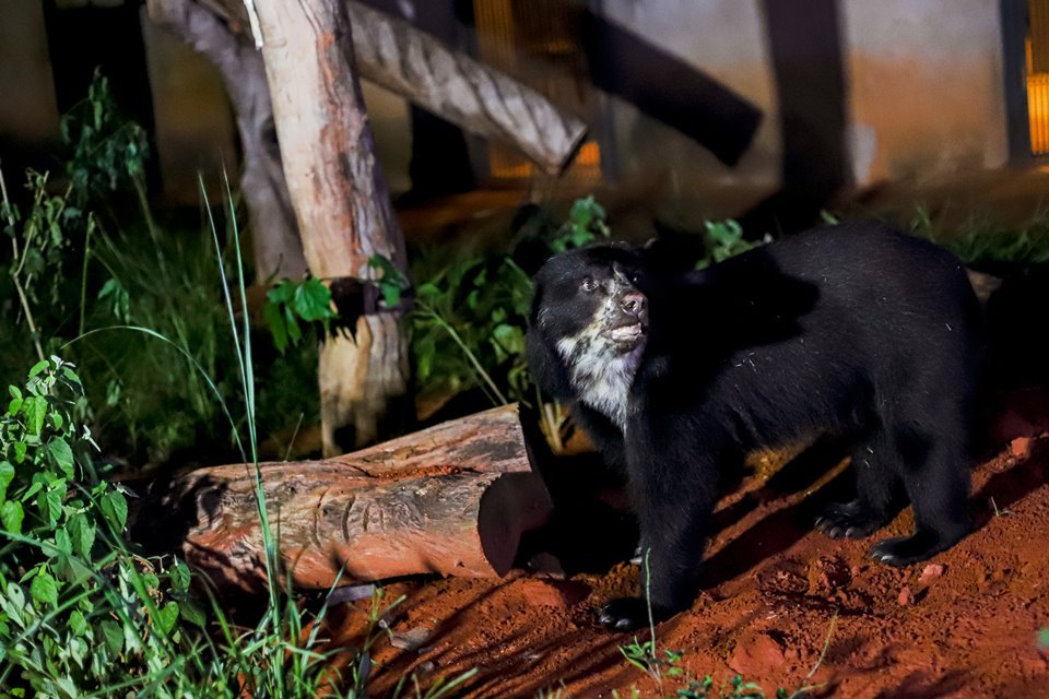 Urso preto e troncos de árvore em chão de barro