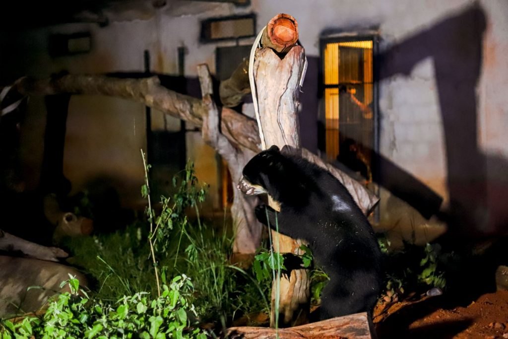 Urso preto encostado em tronco de árvore