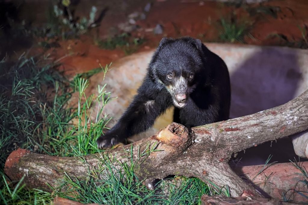 Urso preto e troncos de árvore em chão de barro
