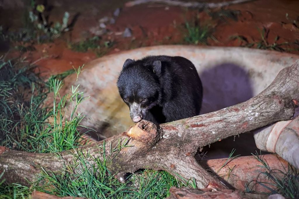 Urso preto encostado em tronco de árvore