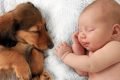 Durante passeio, cachorro sem irmãos escolhe um gatinho para adotar