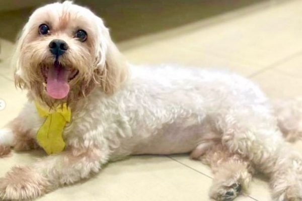 Cachorro Nick engole caroço de pequi e é socorrido por veterinários em Goiânia, Goiás