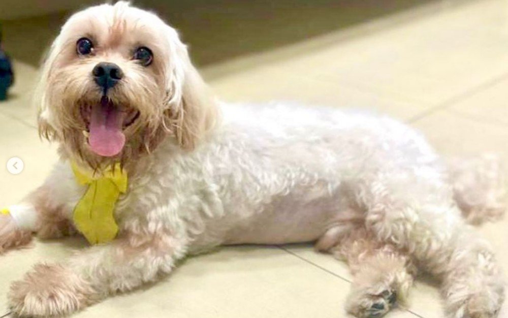 Cachorro Nick engole caroço de pequi e é socorrido por veterinários em Goiânia, Goiás