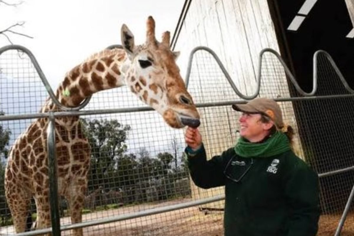 Girafa mais velha do mundo morre aos 31 anos após ter 14 filhotes