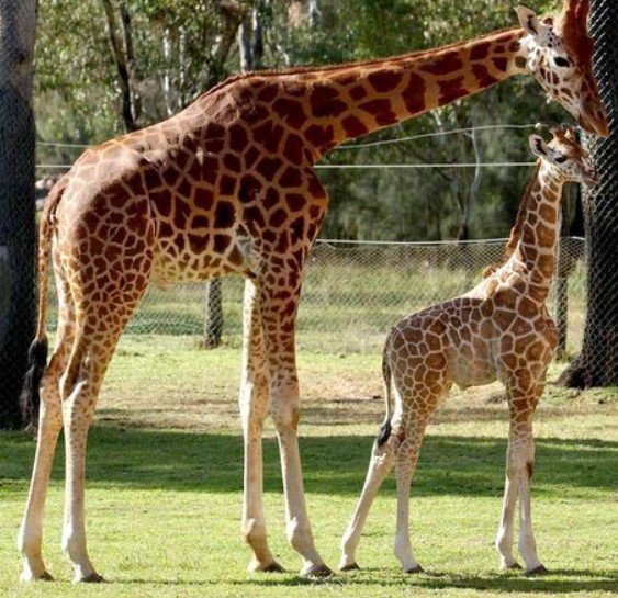 Girafa Mutangi