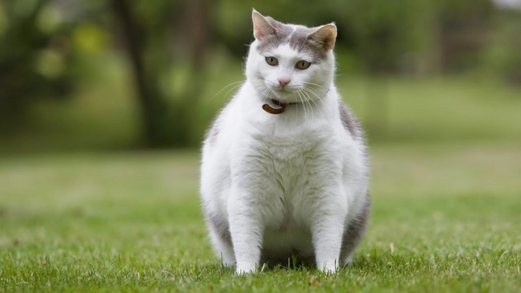 Na foto, um gato gordinho sentado em cima de uma grama