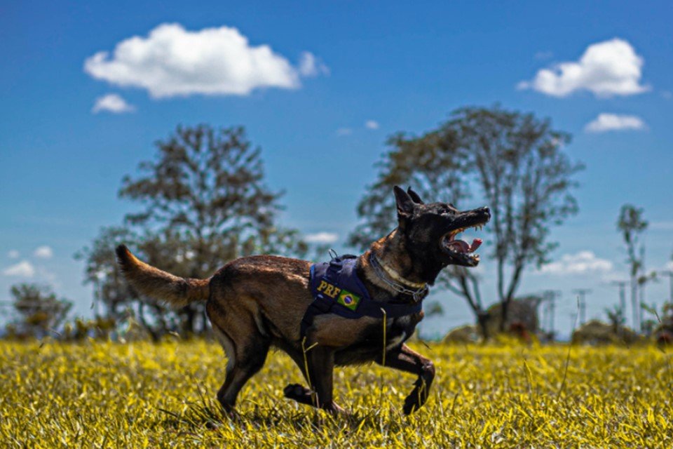 cachorro correndo