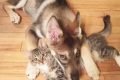 Na foto, um cachorro e um gato abraçados