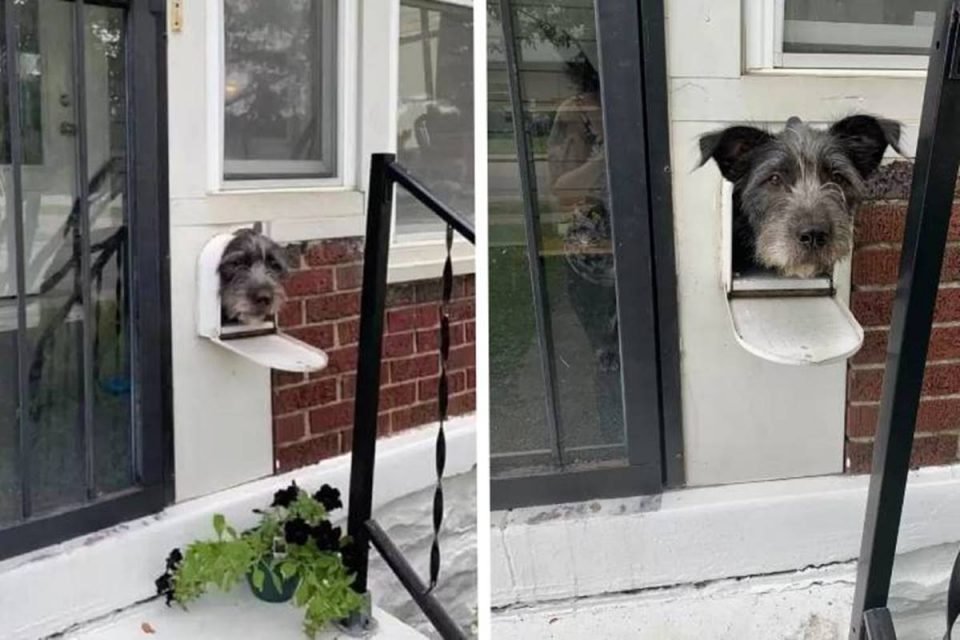 Na foto, um Cachorro com a cabeça pra fora da caixa de correio