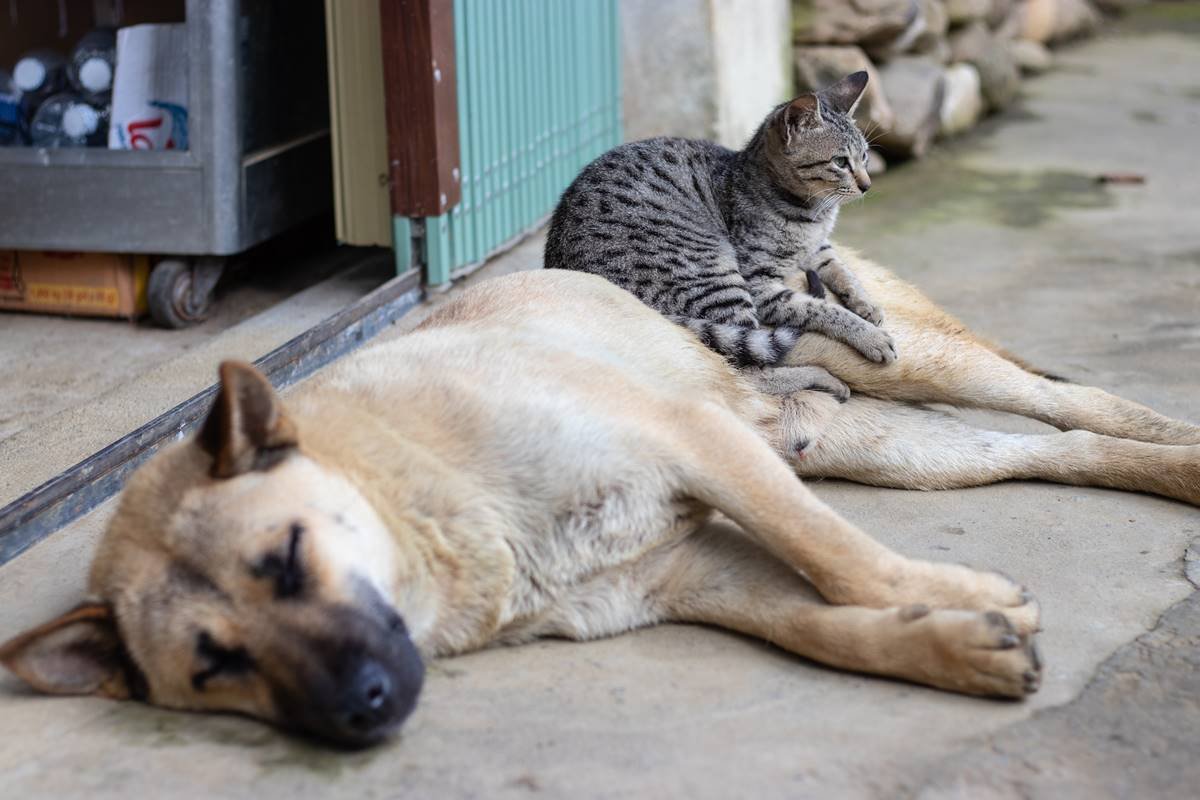 Cidade do Vietnã vai proibir venda de carne de gato e cachorro