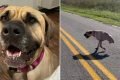 Nas fotos, uma cachorra sem as duas patas dianteiras reaprende a andar