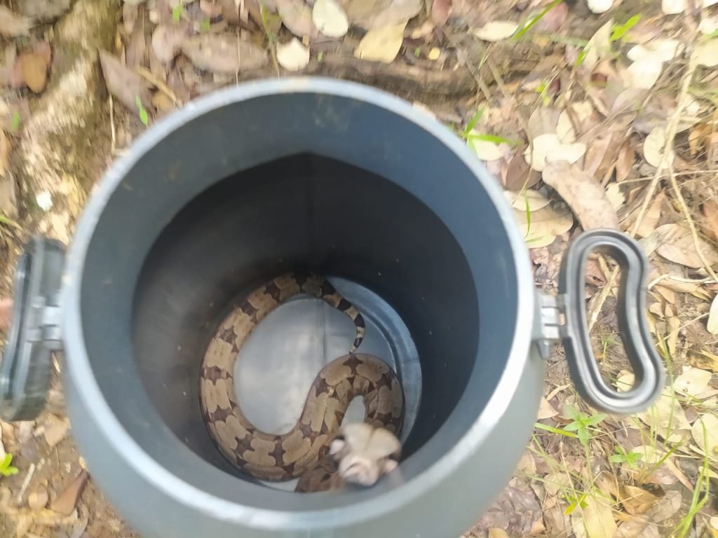 PMDF captura três cobras nesta 6ª