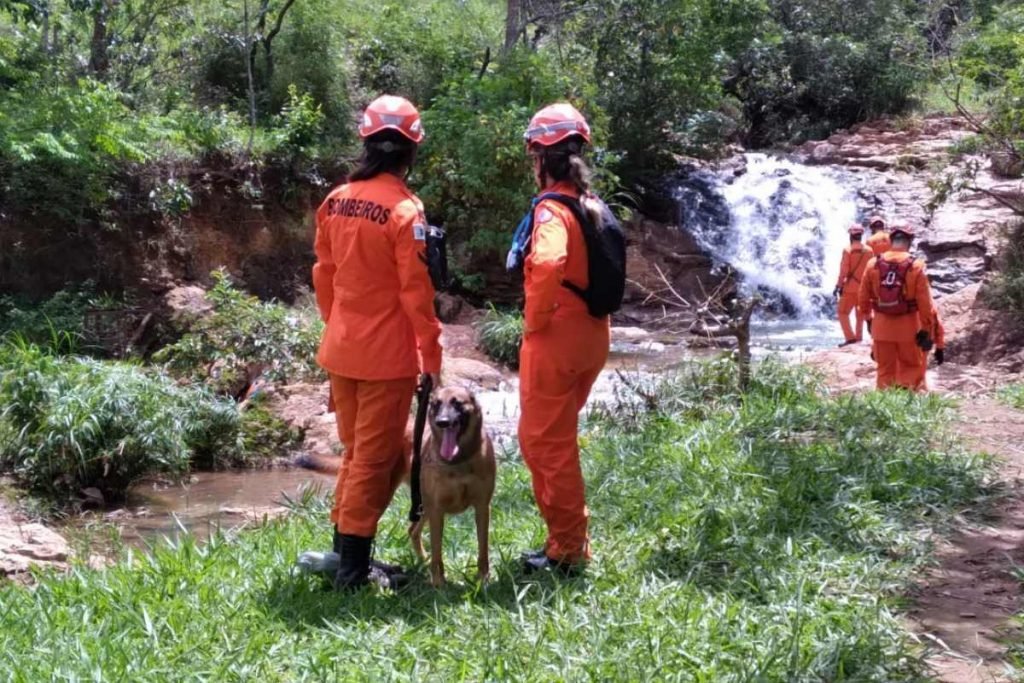 bombeiros no mato e um cachorro