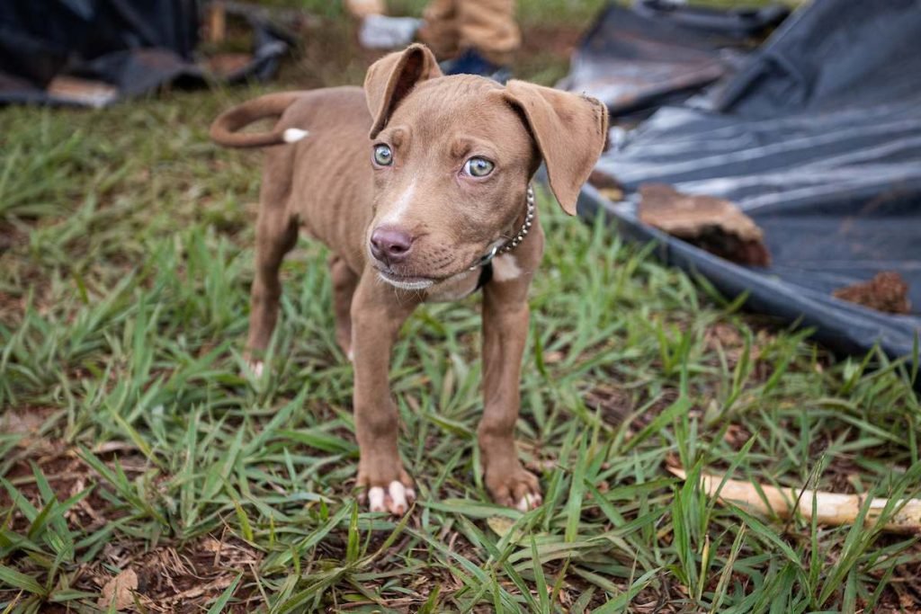 cachorro pitbull filhote - pantera