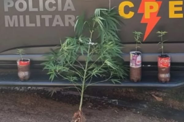 Na residência foram encontrados um pé de maconha grande plantado no solo e outros três em garrafas petem Jataí, Goiás