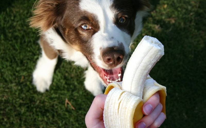 Na foto, um cachorro olhando para uma banana
