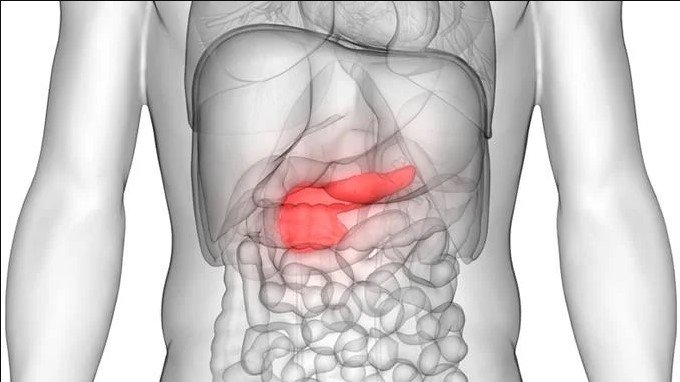 Na ilustração, há a representação dor orgãos humanos dentro de um corpo. O pancreas está em evidencia por ser a unica coisa colorida