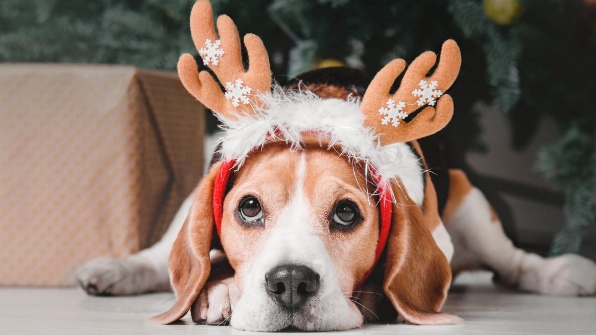 Veja fotos fofas de pets em clima de Natal para você explodir de amor