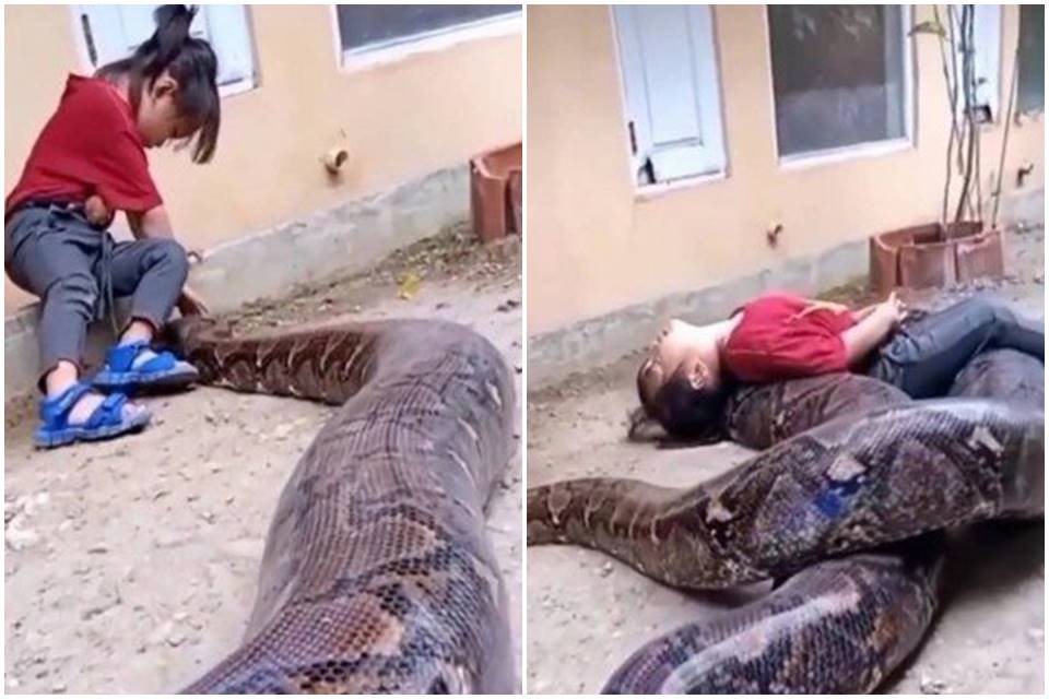 Menina viraliza ao brincar com cobra gigantesca: veja o vídeo