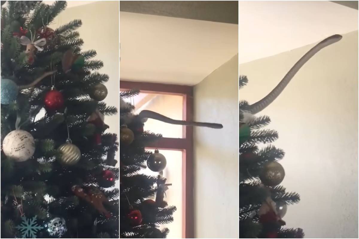 Surpresa de Natal! Família encontra cobra venenosa em árvore. Vídeo |  Metrópoles