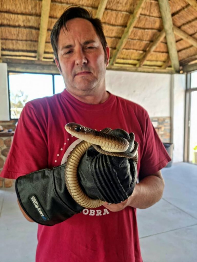 Uma cobra azul prestes a comer um rato - iFunny Brazil