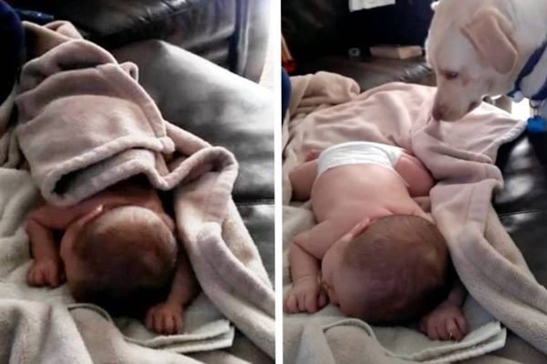 Na foto vemos um bebe coberto por uma manta cinza clara e ao lado o mesmo bebe em cima da manta com um cachorro branco ao lado