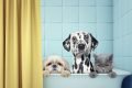 Dois cachorros e um gato dentro de uma banheira, como se fossem tomar banho