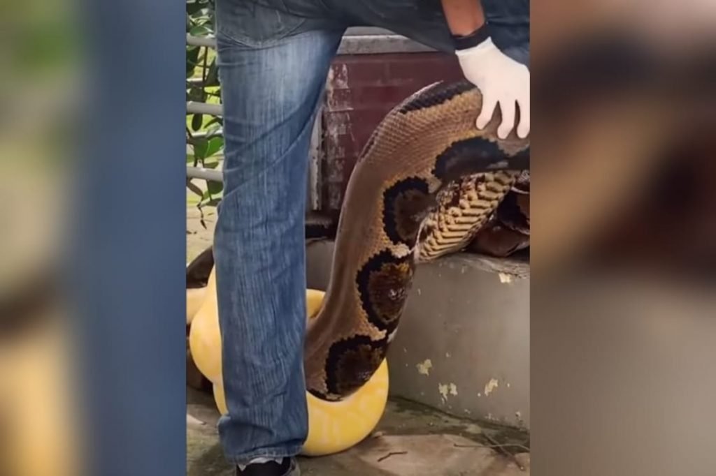 (Vídeo) Biólogo é atacado por serpente enquanto gravava vídeo em