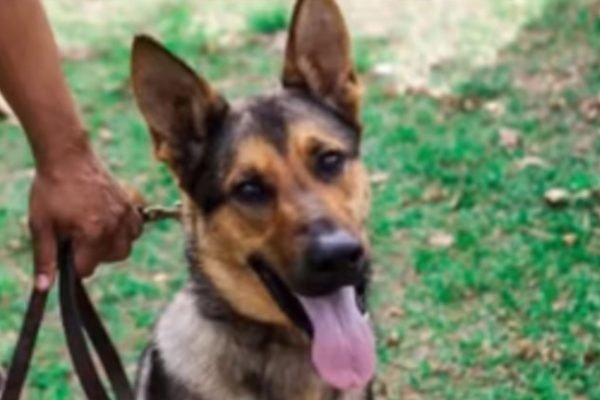 Cachorro cão PM agredido Minas Gerais