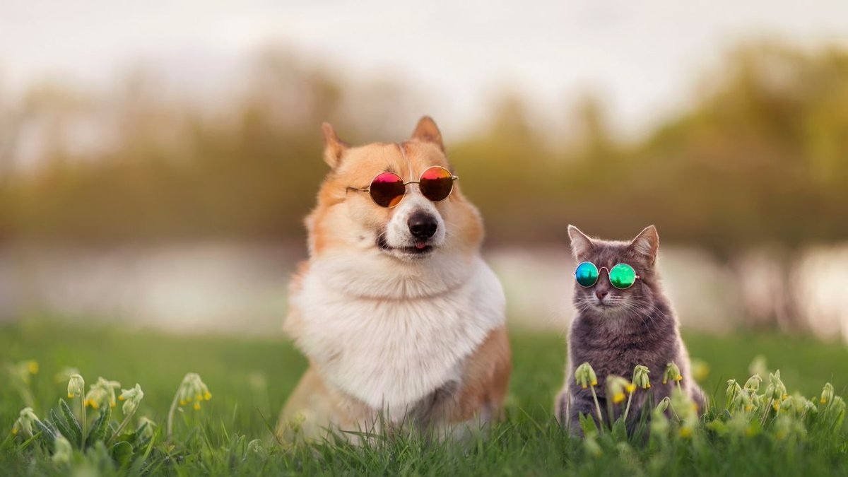 Game permite cuidar de uma casa lotada de gatos