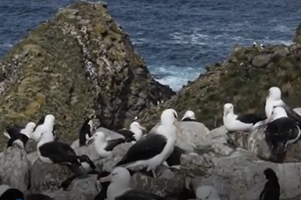 mudanças climáticas podem aumentar “divórcios” de albatrozes
