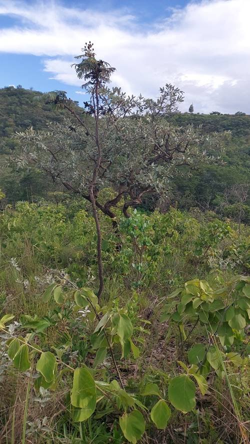 Região de mata no DF, onde foi encontrado o corpo da vítima