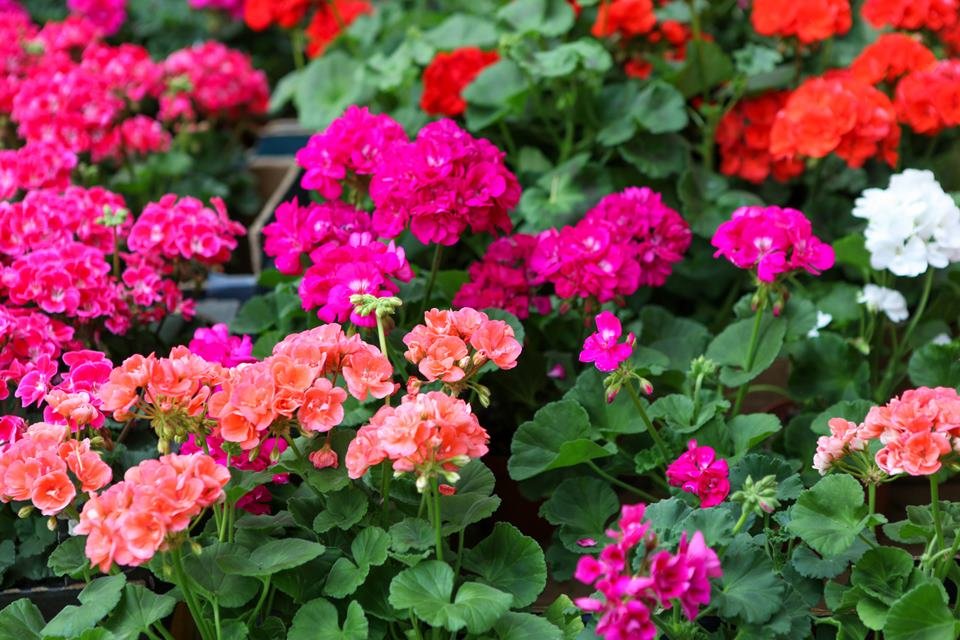 7 flores para perfumar e decorar a casa durante o verão | Metrópoles