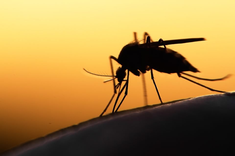 Imagem colorida de mosquito que transmite a malária