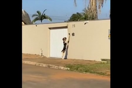 VÍDEO: cachorro é flagrado tocando campainha em casa no Mato Grosso