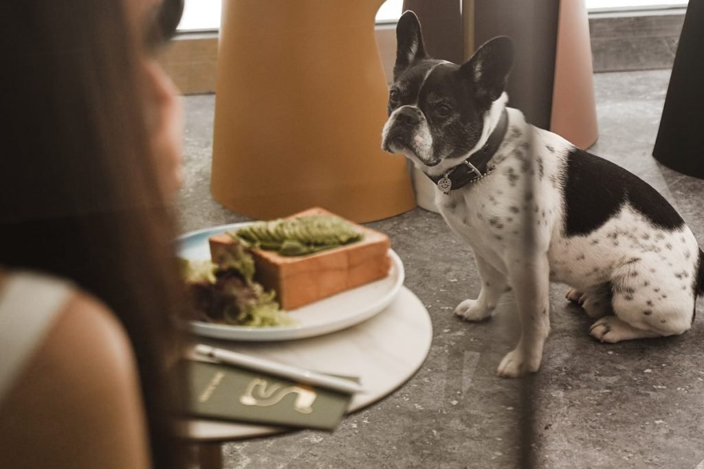 Pet friendly