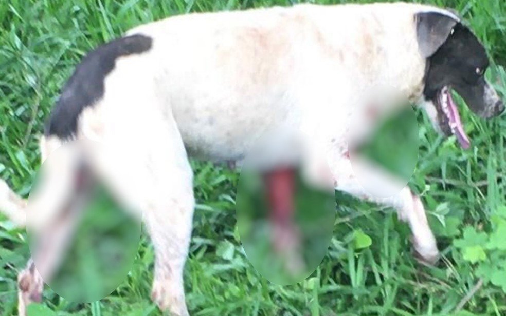 Homens são presos após suspeita de tentar matar cadela por R$ 70 2 goias cadela arrastada moto