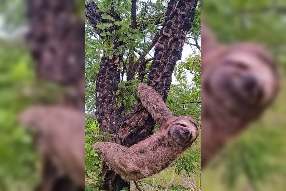 vídeo bicho preguiça é resgatado próximo ao aeroporto de brasília