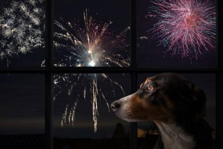 Na foto temos um cachorro virado de lado olhando para fora de uma janela onde se ve fogos de artificio