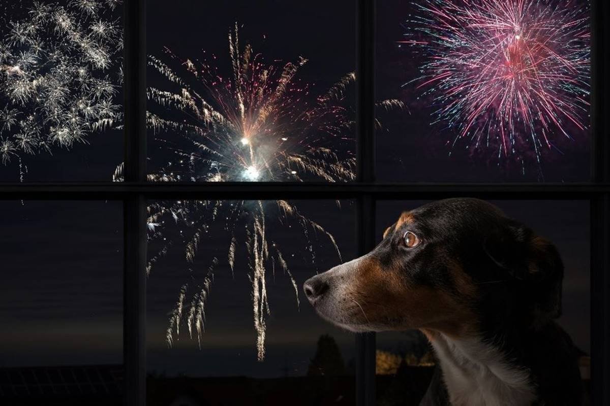 Fogos de artifício durante os jogos da Copa: como proteger o seu cão