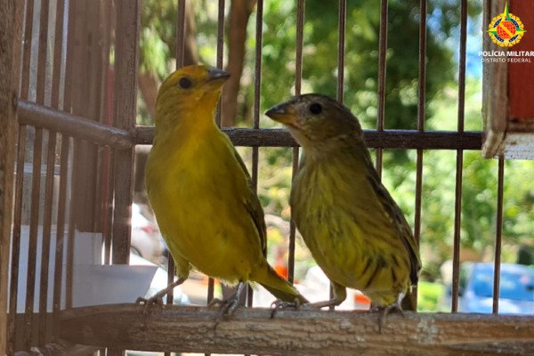 dois pássaros amarelos em gaiola