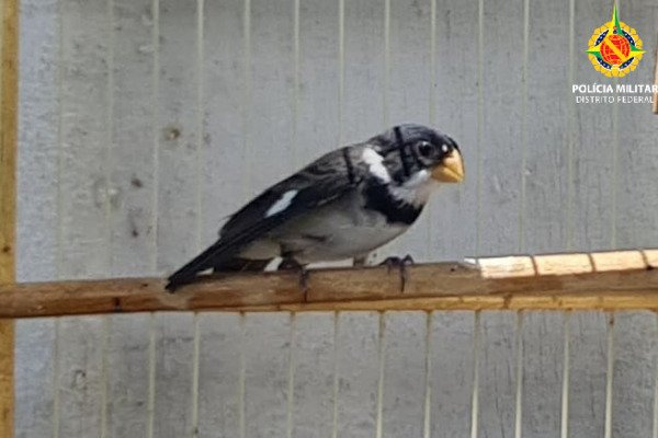 pássaro preto abaixado em gaiola
