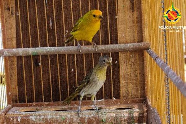 dois pássaros em gaiola
