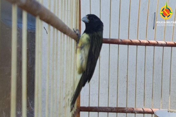 pássaro preto em barras de gaiola