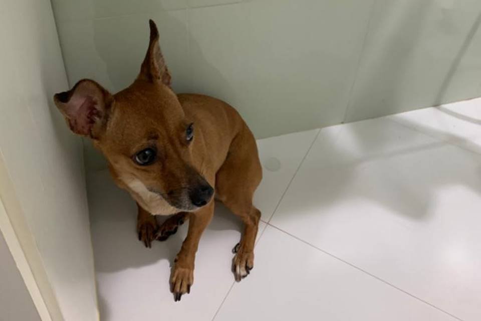 Cachorrinha com medo