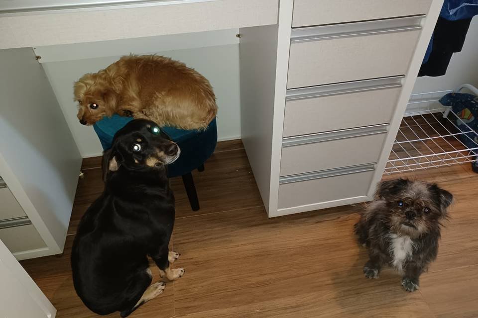 Cachorrinhas com medo