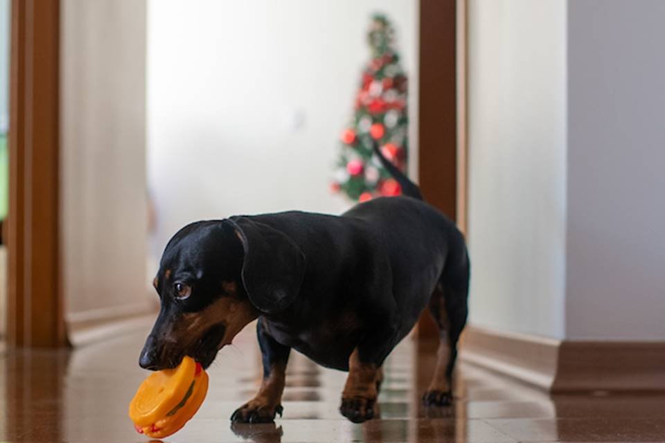 Cachorrinha brincando com brinquedo