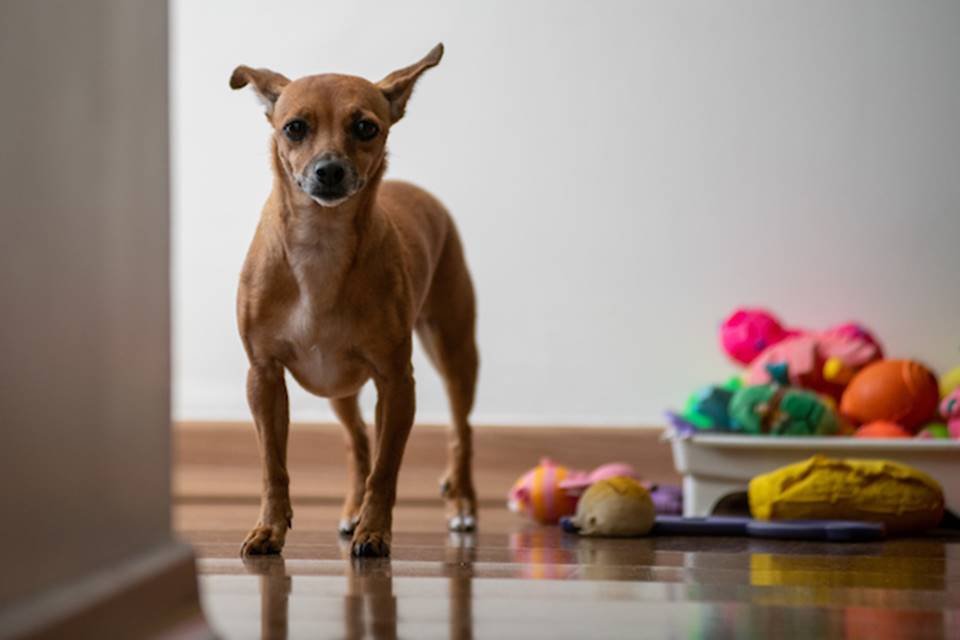 Cachorrinha e brinquedos